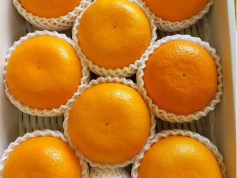 【2月中旬～発送】果汁たっぷりじゅわ～💕ハウス完熟せとか　3ｋｇ(8～15玉）×1箱