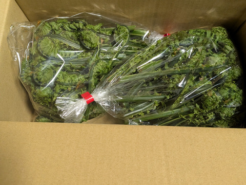 春待ち山菜　　青こごみ　300 g×２パック