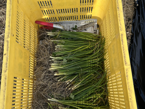 玉葱　七宝甘70　奈良県五條市産