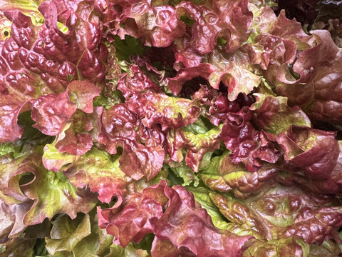 【クール便】新鮮採れたてサニーレタス4株入れてお届け‼️