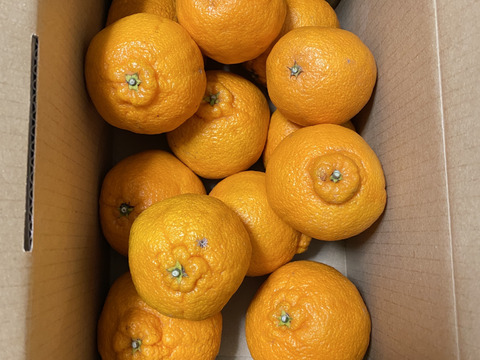 【先行予約】こっそり食べれない素敵な香り♪まーくん家の不知火 2キロ箱