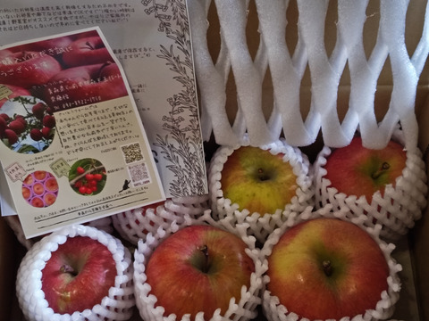 【数量限定！これで今季最後です】光るりんご🍎蜜がたっぷり『こうとく』規格外品１０個前後入り