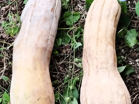 【えひめ・しまなみの島かぼちゃ】瀬戸内よりお届け！愛媛県産かぼちゃ（鶴首かぼちゃ）10㎏【約7〜9個・サイズ混合・ご家庭用】カタチもさまざまなかぼちゃたちをお楽しみください！