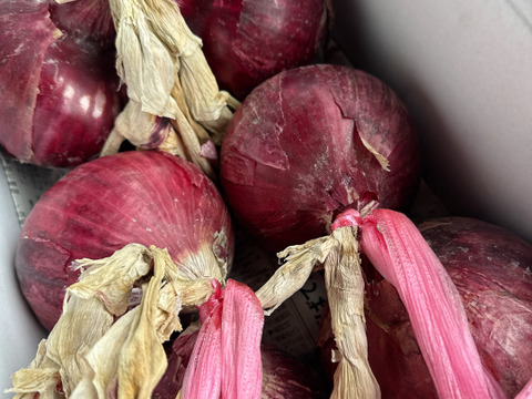赤玉ねぎBIGなサイズ‼️吊るして保存できるようにお届け‼️赤玉ねぎ5キロ入‼️