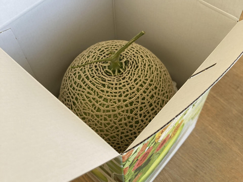 【夏ギフト】糖度15度以上！横浜青葉区産メロン１玉（赤肉）