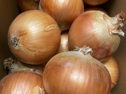 【超大玉10kg】淡路島たまねぎ 訳あり 特別栽培 兵庫県認証食品 ひょうご安心ブランド あさひサンファーム 大きいサイズ LL 2L 3L 淡路島産たまねぎ 南あわじ市 飲食店様 玉ねぎ レシピ付き