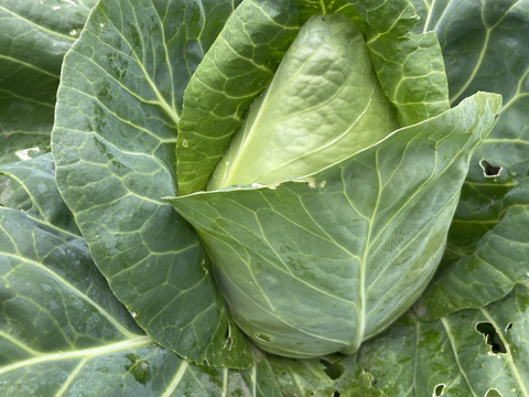 兵庫県丹波産‼️たけのこキャベツとニンニクのセット‼️