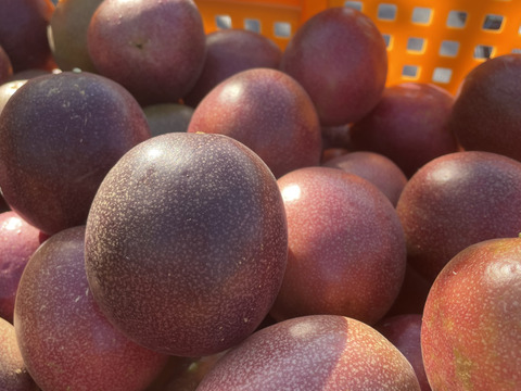 八王子パッションフルーツ⭐︎贈答用