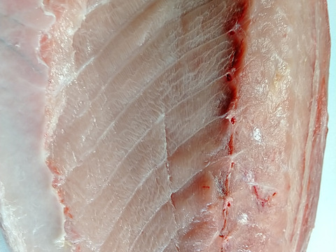 【確認事項注意】厳選活〆寒ブリ　7kg～8kgサイズ　脂肪分15％