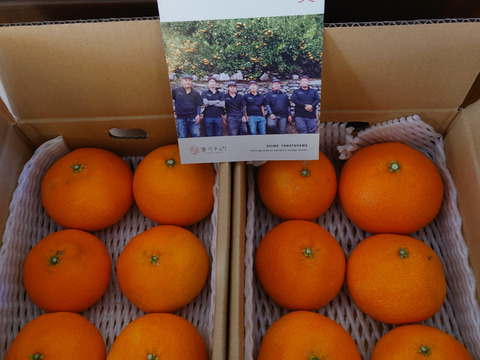 《頂まどんな》【2kg×2箱】