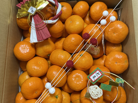 感動のみかん！防腐剤不使用S~Mサイズ5kg とみ子ばぁばの宮川早生みかん＜有田産>【夜市限定】