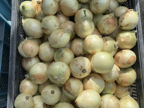 今が旬！佐賀県産たまねぎ(2キロ)