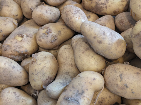 【新じゃが】今が旬！！　しっとりとしていて煮くずれしにくいメークイン　約２kg