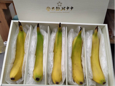 安心・安全の贈答用 農薬不使用バナナ5本入り