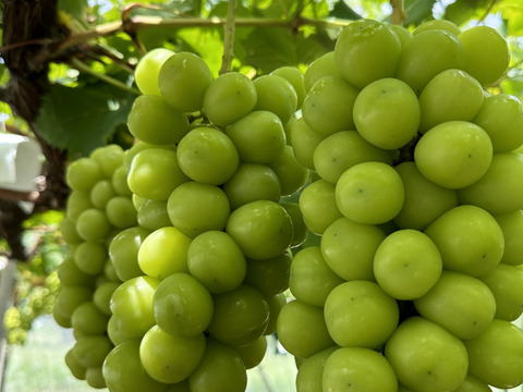 格安粒売り【シャインマスカット】山梨県笛吹市産！約3kg🍇