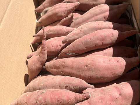 熟成1ヶ月極甘(紅はるか)土付き20㎏