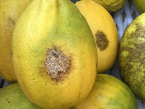 訳あり❗️大きなレモン🍋りのか🍋２キロ