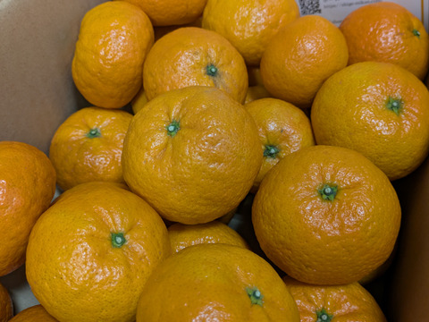 プチプチ食感　浜王(はまおう)みかん　唐津産（ハウス栽培）5㎏