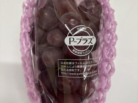 信州産　クイーンルージュ™︎   訳アリ家庭用　1.5〜2kg 規格外！ 長野県限定！数量限定！☆訳ありクイーンルージュ