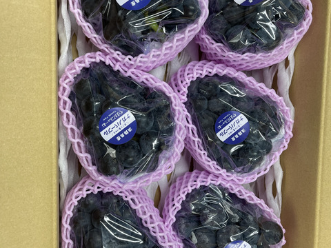 淡路島の恵み！やまだふぁーむの超甘いナガノパープル！2房約1.2キロ