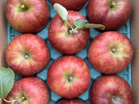 パリッとりんご！秋映 約3kg　信州りんご