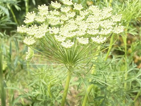 【10本／レースフラワー】派手さはないけれど清楚で上品な花、「可憐（かれん）」という言葉は、レースフラワーの雰囲気にぴったりです。