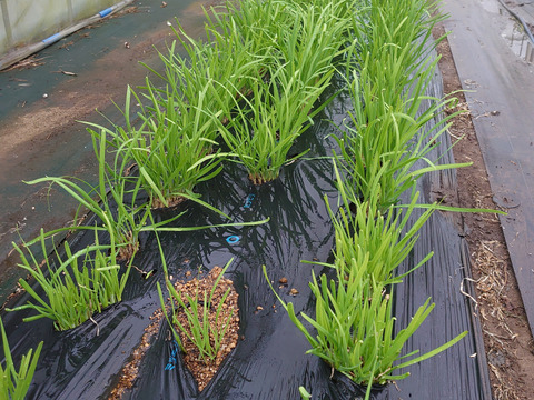 増量 朝採り新鮮大葉ニラ10束(1.3kg)施設栽培