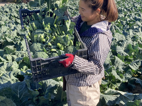 石井食品おまけ付　大人気！カットブロッコリー3.5kg+