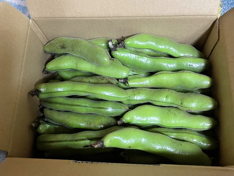 採れたて❗️ほくほくそら豆1.8キロ：千葉県産の打越一寸｜食べ
