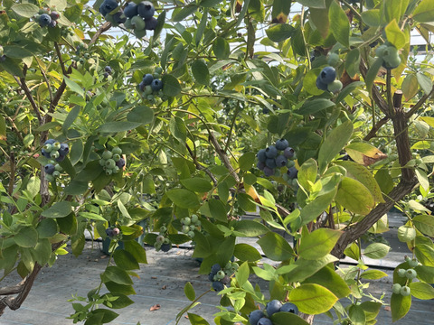 フレッシュ！生ブルーベリー🫐100g×5p