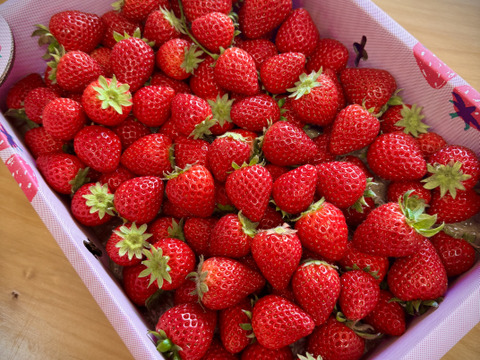 加工用「あまりん」たっぷり1Kg！