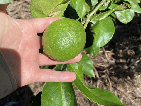 愛媛県産　瀬戸内　栽培期間中農薬不使用　国産　グリーンレモン　2kg（箱込み）