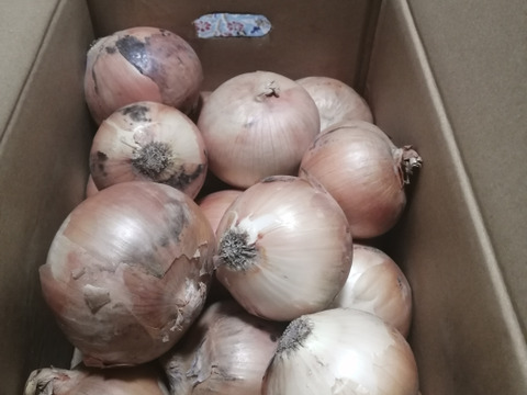 【予約商品】淡路島産新玉ねぎ 〚スイートオニオン』5kg