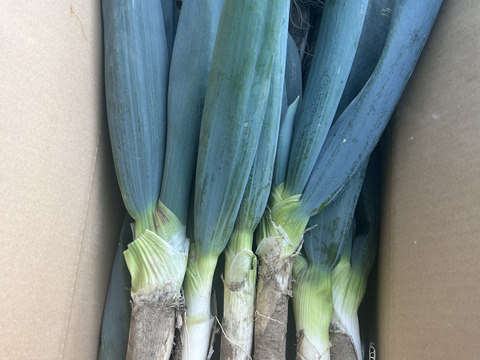 殿様も愛した「下仁田葱」12本