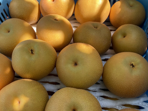 のどごし！感じるジューシーさと甘みの中に絶妙な酸味！魅力たっぷりの豊水梨【5kg】