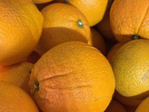 島育ちのネーブル