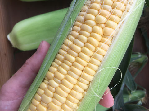 【朝採れ確約】甘さ＆はじけるジューシーさ！とうもろこし10本