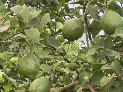 甘酸っぱい　グリーンレモン1ｋｇ　和歌山県産　ユーレカ【防腐剤・ワックス不使用】