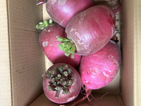 中まで赤い！紅くるり大根/期間中農薬、化学肥料不使用(1キロ)