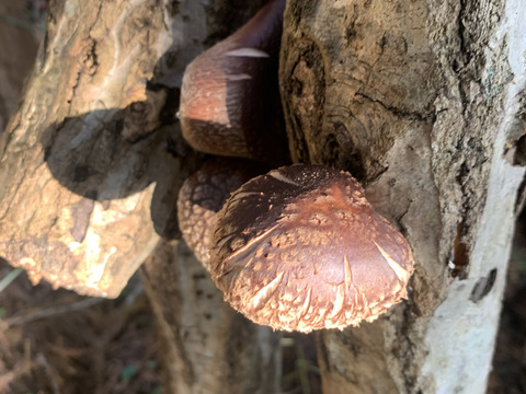 ほんとに天城の椎茸はうめ〜ら⁉️
無添加！農薬不使用！乾し椎茸　伊豆天城産　清助しいたけ　無選別