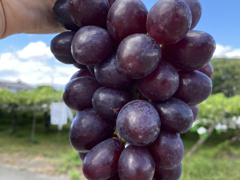 【数量限定販売:1kg以上！】黒のタンゴ  1kg箱