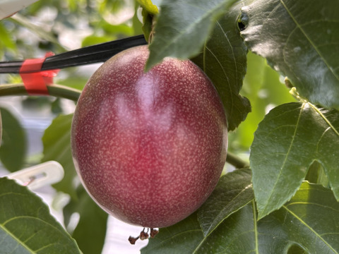 お試し小ロット！パッションフルーツ　6個入り