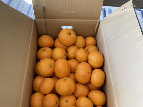 有田みかん混合3kg