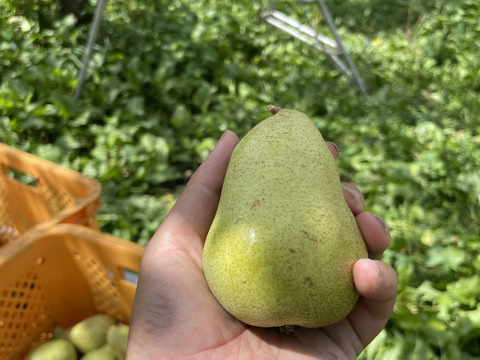 農薬節減★洋梨 マルゲリット・マリーラ 約5キロ/バラ詰 10〜20個 家庭用 【9月上旬〜】