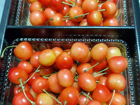 常温便】朝どりさくらんぼを直送！M～2Lサイズ1kg(500gﾊﾟｯｸ×2