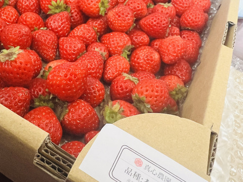 ⑤真心農園  あまりん  バラ詰め870g×１箱（粒の大きさ・果形 混在）TCAMBR1B