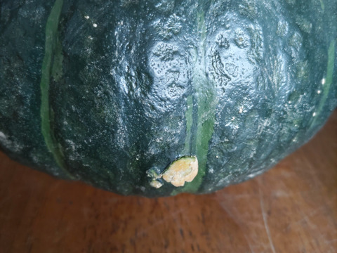 【ワケアリ】北海道産ホクホクのあま～い南瓜　４キロ（２〜４玉）