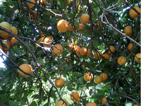 【news every.で紹介】バレンシアオレンジ 2kg｜サクッと食感！爽やかな香りのオレンジ🍊