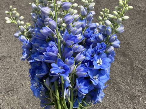 【青い花の代名詞デルフィニウム】エラータム系20本入り
