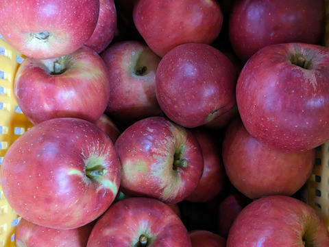 【冬ギフト】池多リンゴふじ16,18玉